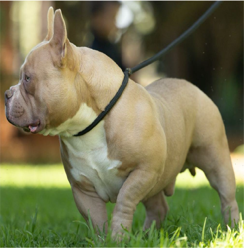 Puppies due November 2024!!!